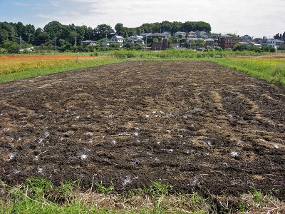 菜の花畑の種まき準備_c0145581_6564388.jpg