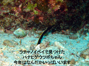 微笑ましいダイビング!_f0144385_947688.jpg
