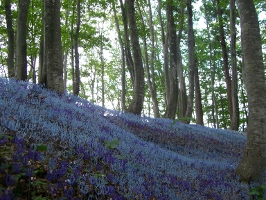 こころの花。_a0045293_9322620.jpg