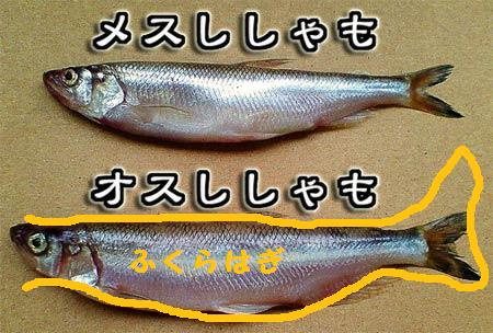 回想・柳葉魚の弊害と恩恵　その2_c0149495_12513342.jpg