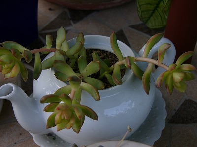 a0123003_2143456.jpg