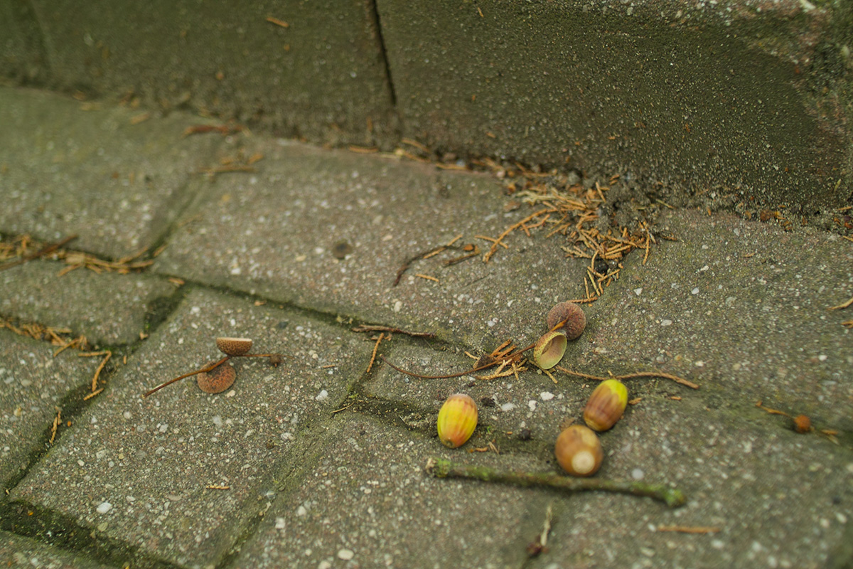 芽の出るみこみなき者たち_b0148617_1835237.jpg