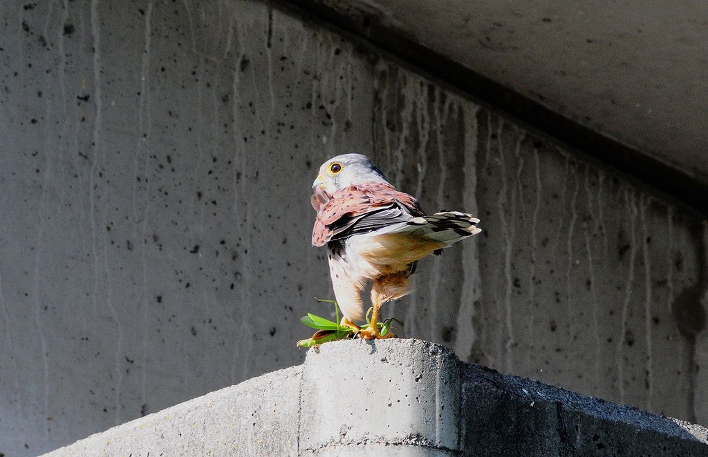 チョウゲンボウは猛禽にしては可愛いものです 私のデジタル写真眼 チョウゲンボウは猛禽にしては可愛いものです 私のデジタル写真眼