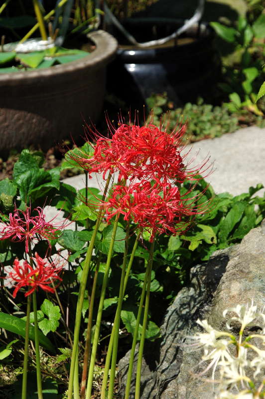 彼岸花を訪ねて・大巧寺_d0018223_552315.jpg