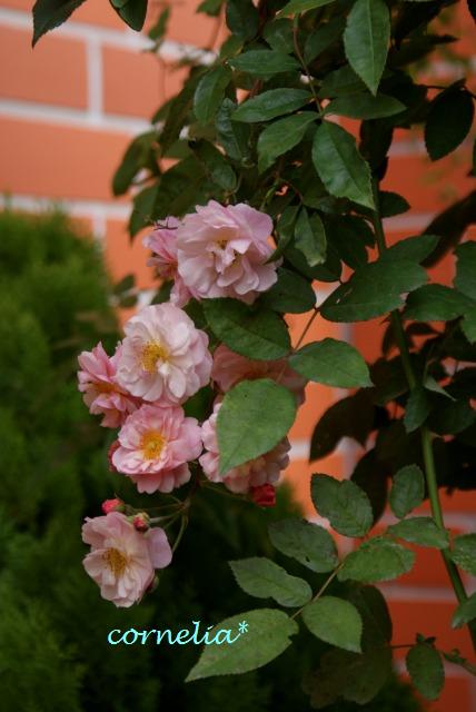 f0170524_1221262.jpg
