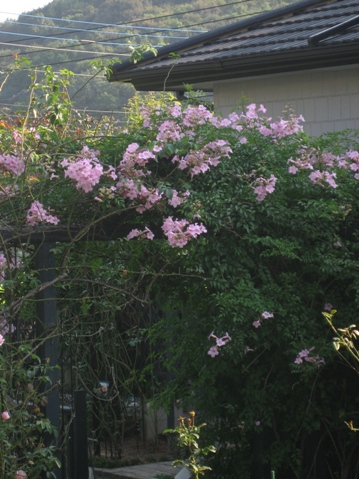 c0109235_905195.jpg