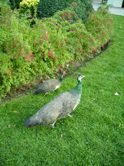 木の実の名前訂正とお詫び！　ついでに公園便り＾＾_c0164052_11474880.jpg