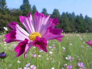 9月17日　近くの公園にて　～コスモス･曼珠沙華～_a0133653_17122169.jpg