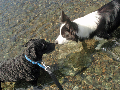 牧羊犬６頭で川遊びに行って来ました！（後編）_f0132070_2224717.jpg