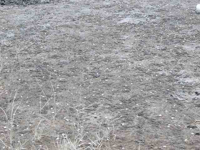 b0135573_19431322.jpg