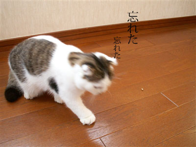 賢者～勇気ある猫_c0201577_93596.jpg