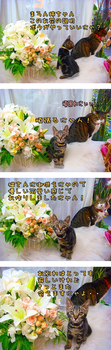 猫漫画 まろんさんとうり坊 花猫庵 猫漫画 まろんさんとうり坊 花猫庵