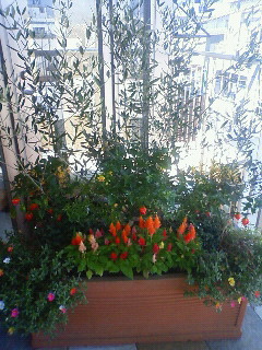 クリニックの花壇です_b0117785_1952351.jpg