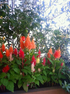 クリニックの花壇です_b0117785_1953850.jpg