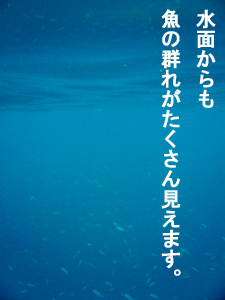 まだまだイケルぞラチャヤイ島!_f0144385_05344.jpg