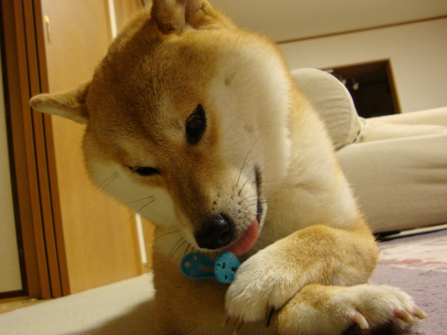 カミカミ_a0126590_21583187.jpg