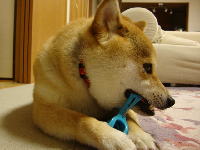 カミカミ_a0126590_21585690.jpg