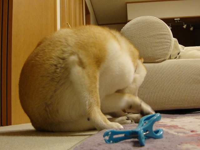 カミカミ_a0126590_2159523.jpg