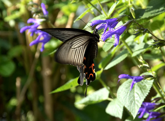 クロアゲハチョウ_b0145296_716721.jpg