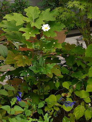 a0123003_141147.jpg