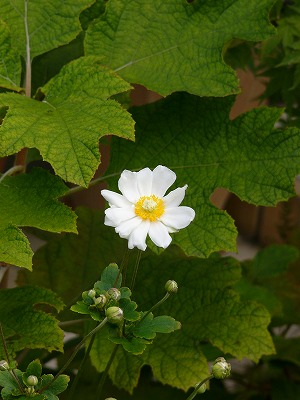a0123003_1411577.jpg