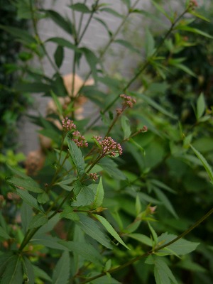 a0123003_2323590.jpg