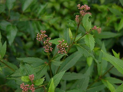 a0123003_233124.jpg