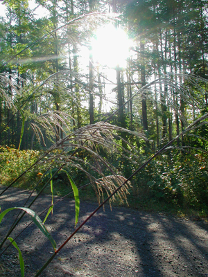 c0170208_8143490.jpg