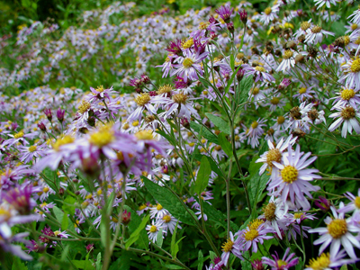 c0170208_8354728.jpg