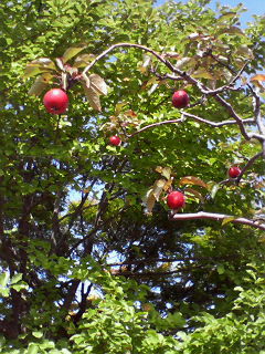 d0068023_19374136.jpg