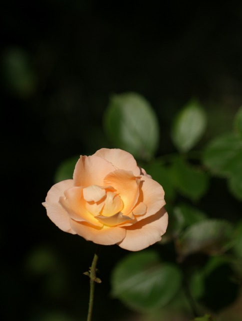 f0170524_16521955.jpg