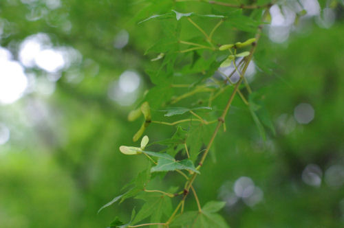 f0007926_15443213.jpg