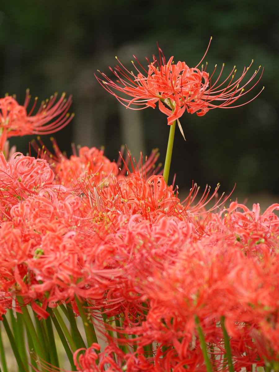 9月18日　花の丘公園　～曼珠沙華～_a0133653_11233545.jpg