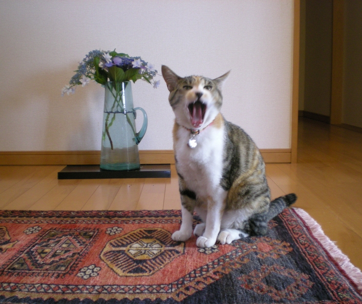2009年9月18日(金)幸せはシャンソニア劇場から!_f0060461_1231972.jpg