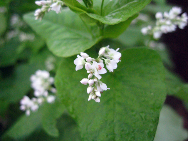 ■蕎麦の花_f0015474_5273664.jpg