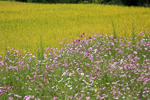 蒜山高原　Part２_e0190885_21371823.jpg