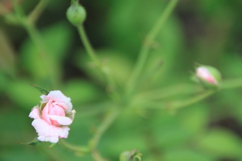 c0096287_2010567.jpg
