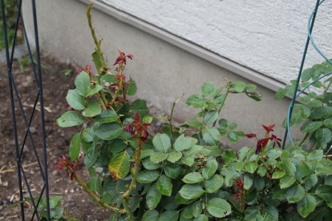 c0096287_2065893.jpg