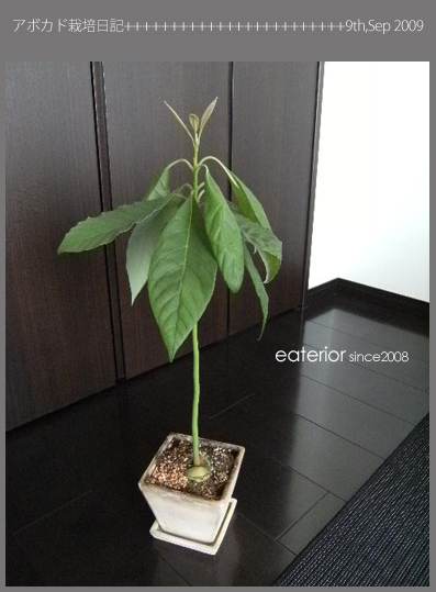 アボカド栽培日記 Vol 6 Eaterior