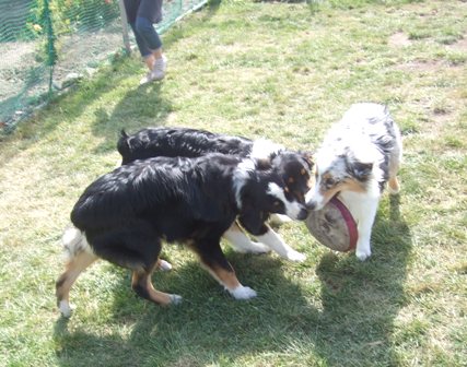 今日のお友達　AND　オーストラリアンシェパードの子犬達！！_f0077697_1914785.jpg