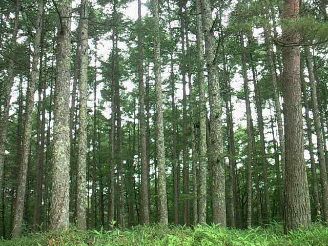 f0024708_1025612.jpg
