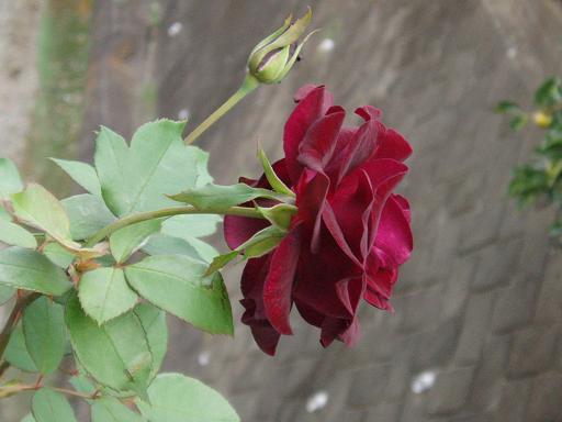 c0147909_871192.jpg