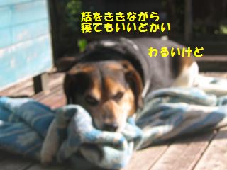 こどもを咬んでしまった犬のこと_d0104209_22152396.jpg