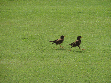 b0176111_21343145.gif