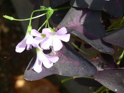 カタバミに似た花 Blog さくらサイト ゆたかな季節の国から カタバミに似た花 Blog さくらサイト ゆたかな季節の国から