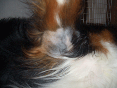 c0143711_18302531.gif
