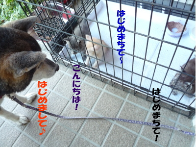 「や」　ねこ猫ネコ。飼い主募集中♪_e0172419_15515137.jpg