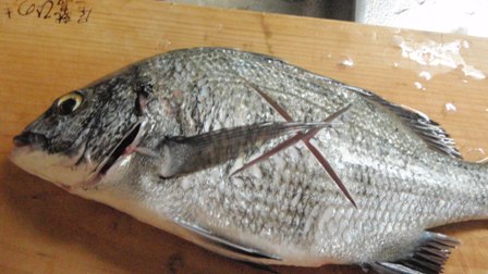 黒鯛の塩焼き 裁き方 魚料理を極めろ