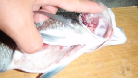 黒鯛の塩焼き 裁き方 魚料理を極めろ