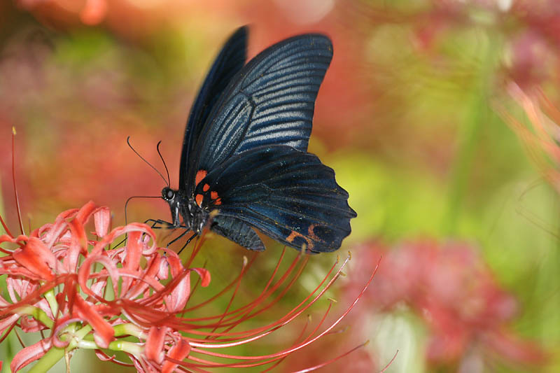 ナガサキアゲハと曼珠沙華_d0089024_16485134.jpg